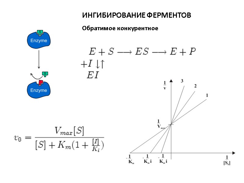 ИНГИБИРОВАНИЕ ФЕРМЕНТОВ Обратимое конкурентное